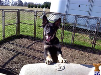 Puppies in GA